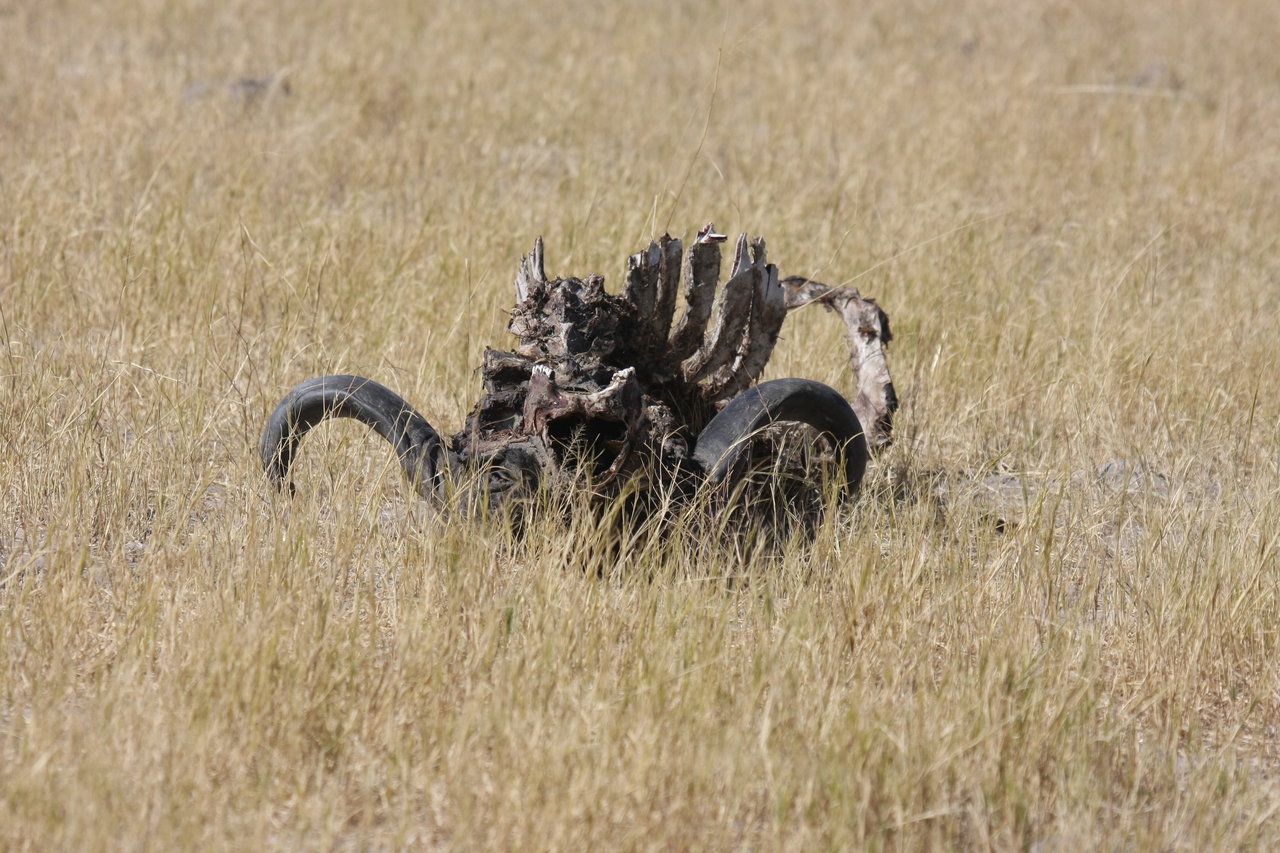 [19076] 2016_06_28_04_41_24_Africa_Canon_EOS_40D_IMG__02844.jpg