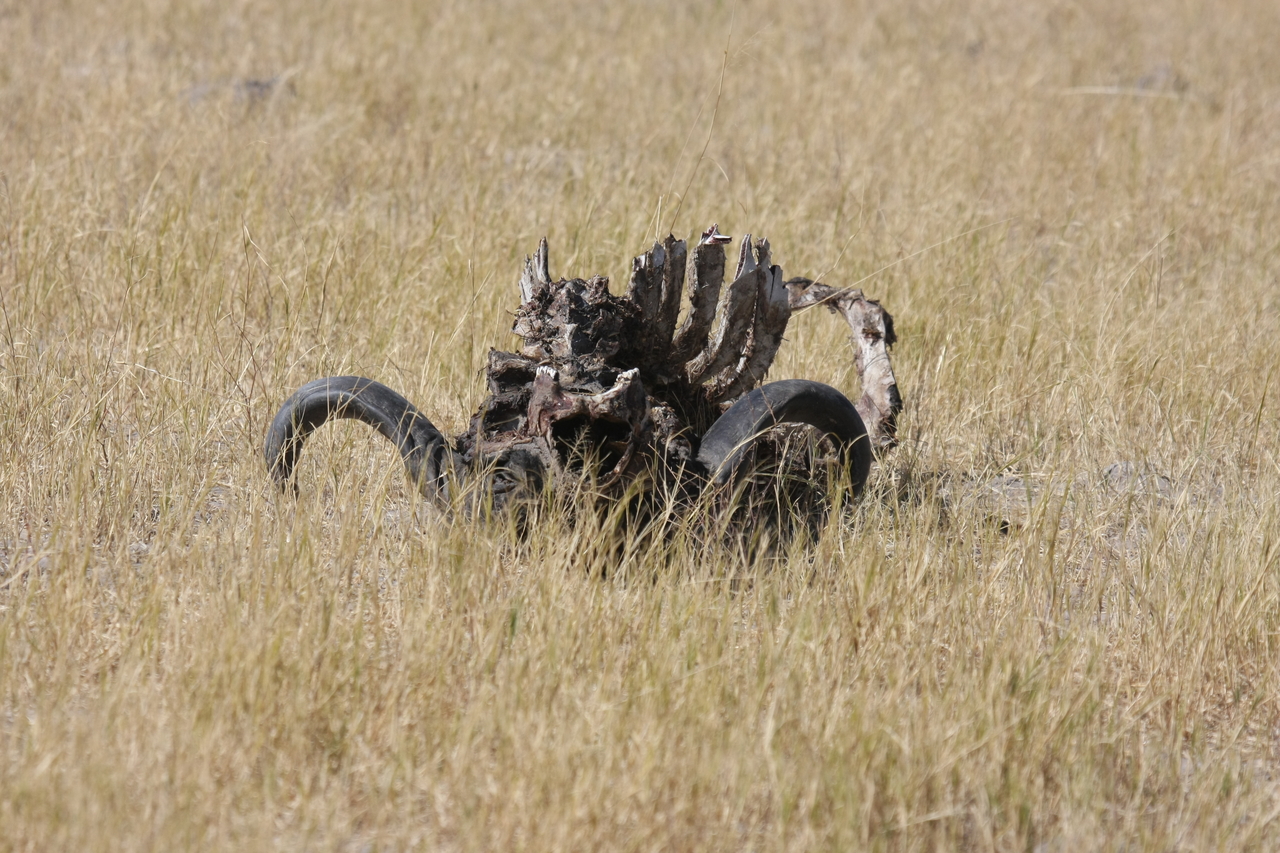 [19077] 2016_06_28_04_41_24_Africa_Canon_EOS_40D_IMG__10290.jpg