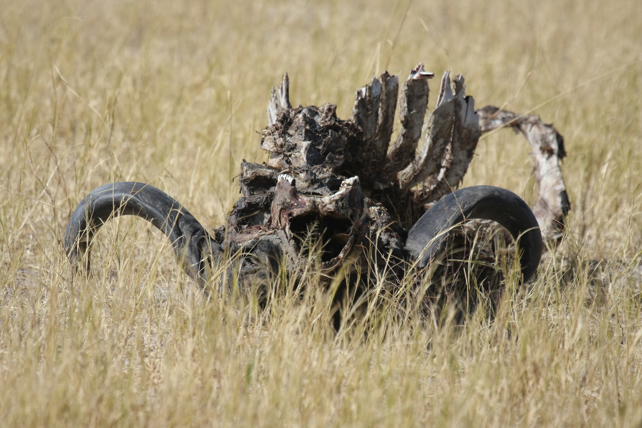 [19087] 2016_06_28_04_42_06_Africa_Canon_EOS_40D_IMG__02848.jpg