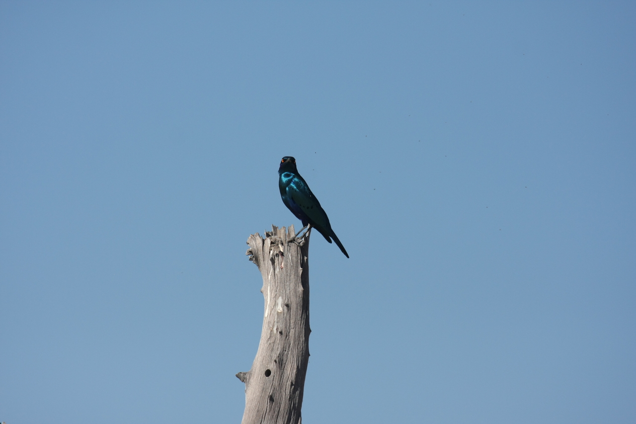 [19094] 2016_06_28_04_43_19_Africa_Canon_EOS_40D_IMG__02851.jpg