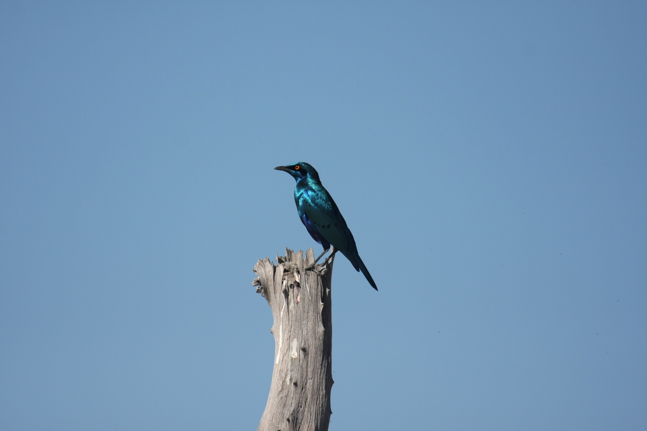 [19100] 2016_06_28_04_43_23_Africa_Canon_EOS_40D_IMG__02852.jpg