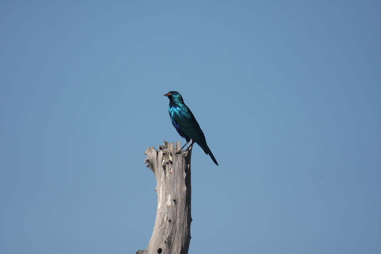 [19102] 2016_06_28_04_43_23_Africa_Canon_EOS_40D_IMG__02854.jpg