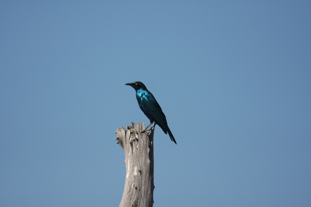 [19107] 2016_06_28_04_43_33_Africa_Canon_EOS_40D_IMG__00470.jpg