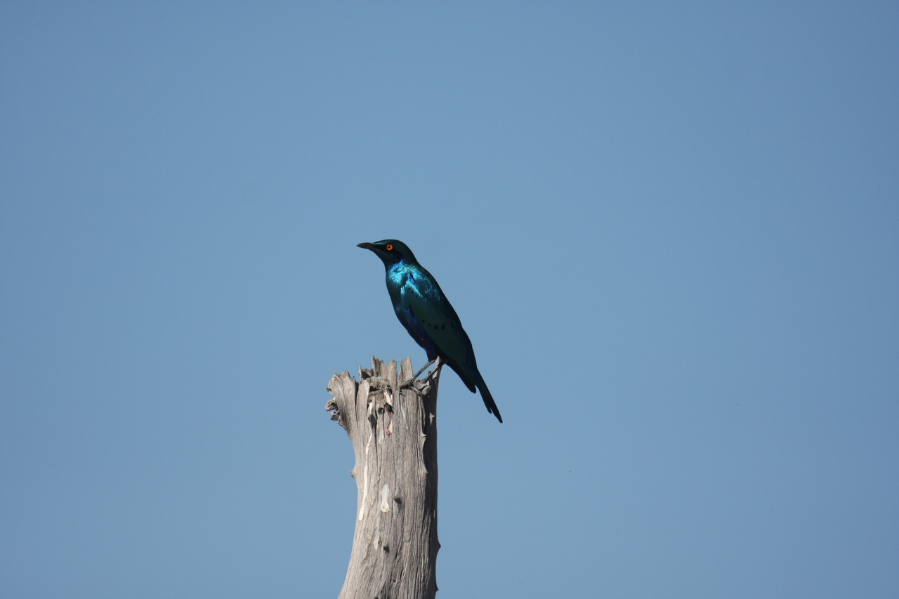 [19108] 2016_06_28_04_43_33_Africa_Canon_EOS_40D_IMG__00471.jpg