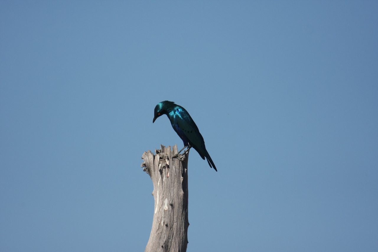 [19112] 2016_06_28_04_43_33_Africa_Canon_EOS_40D_IMG__10302.jpg