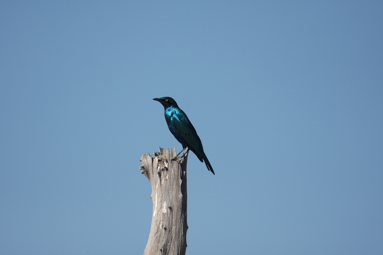 [19120] 2016_06_28_04_43_34_Africa_Canon_EOS_40D_IMG__10307.jpg