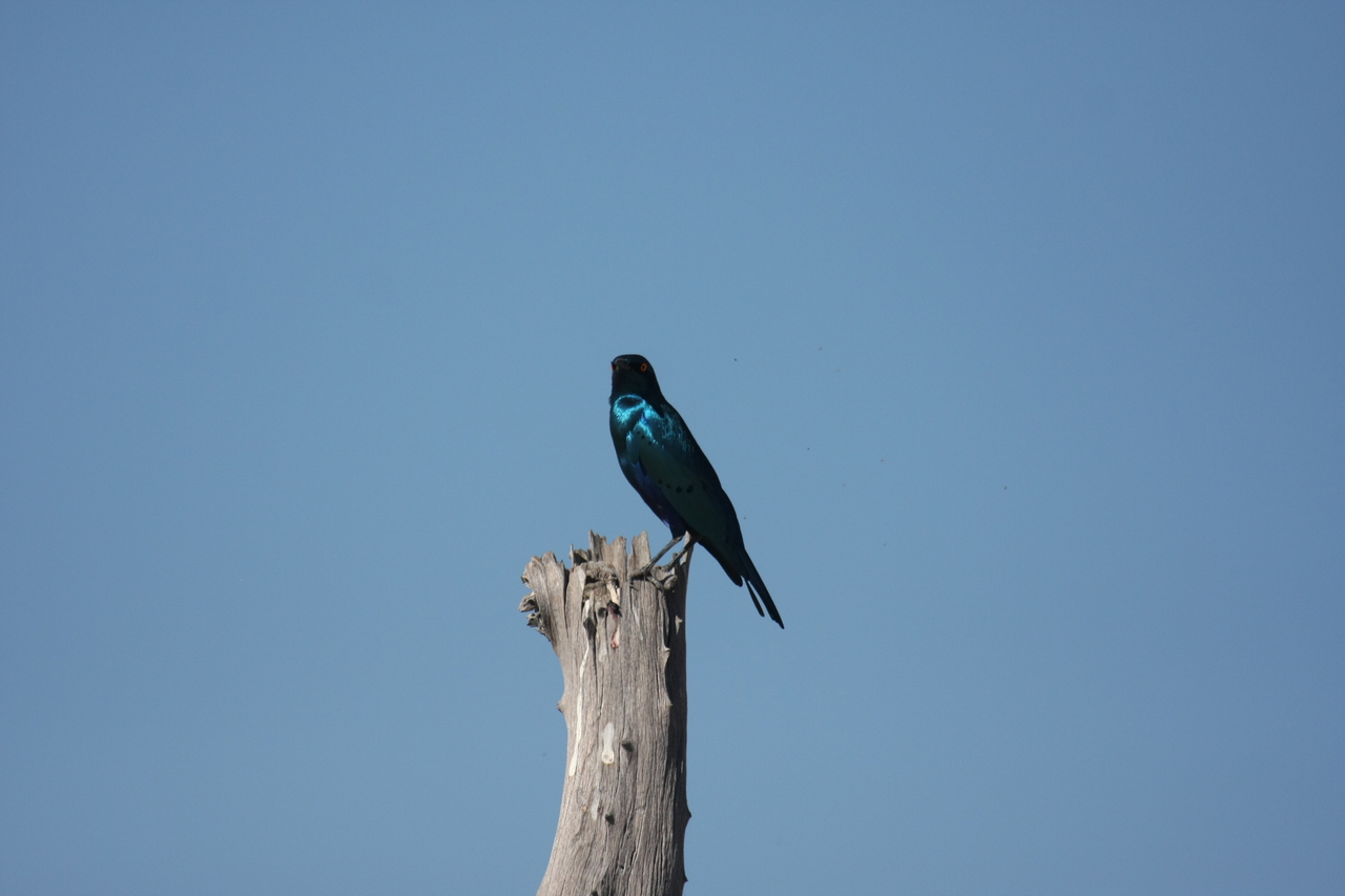 [19122] 2016_06_28_04_43_36_Africa_Canon_EOS_40D_IMG__00475.jpg