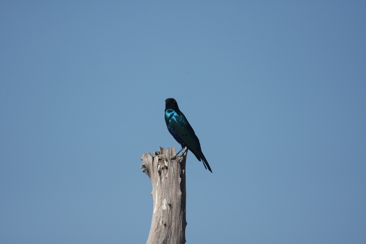 [19123] 2016_06_28_04_43_36_Africa_Canon_EOS_40D_IMG__00476.jpg