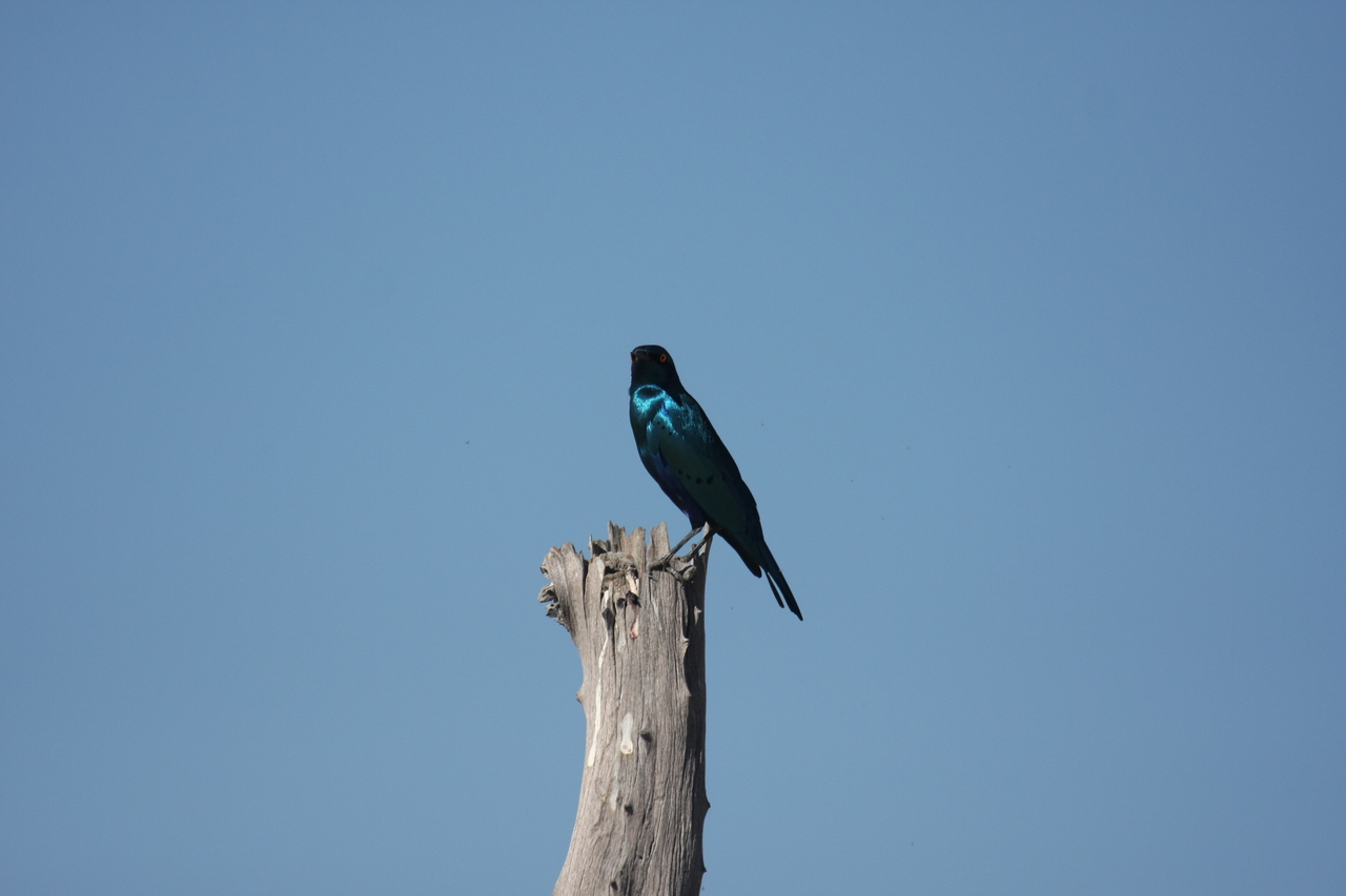 [19124] 2016_06_28_04_43_36_Africa_Canon_EOS_40D_IMG__02861.jpg