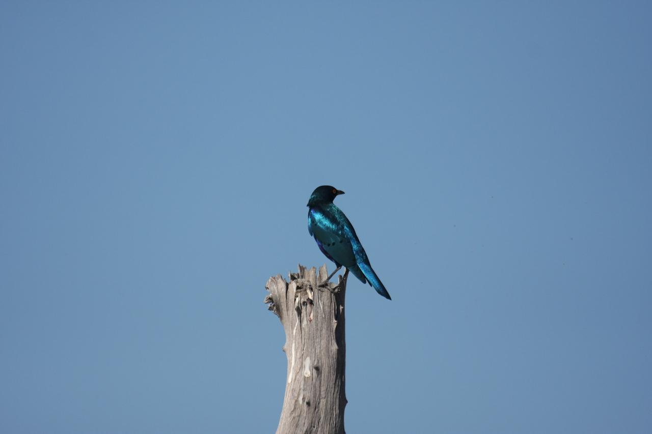 [19130] 2016_06_28_04_43_42_Africa_Canon_EOS_40D_IMG__00477.jpg