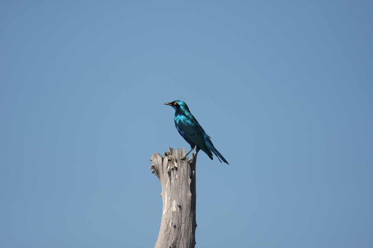 [19135] 2016_06_28_04_43_46_Africa_Canon_EOS_40D_IMG__02865.jpg