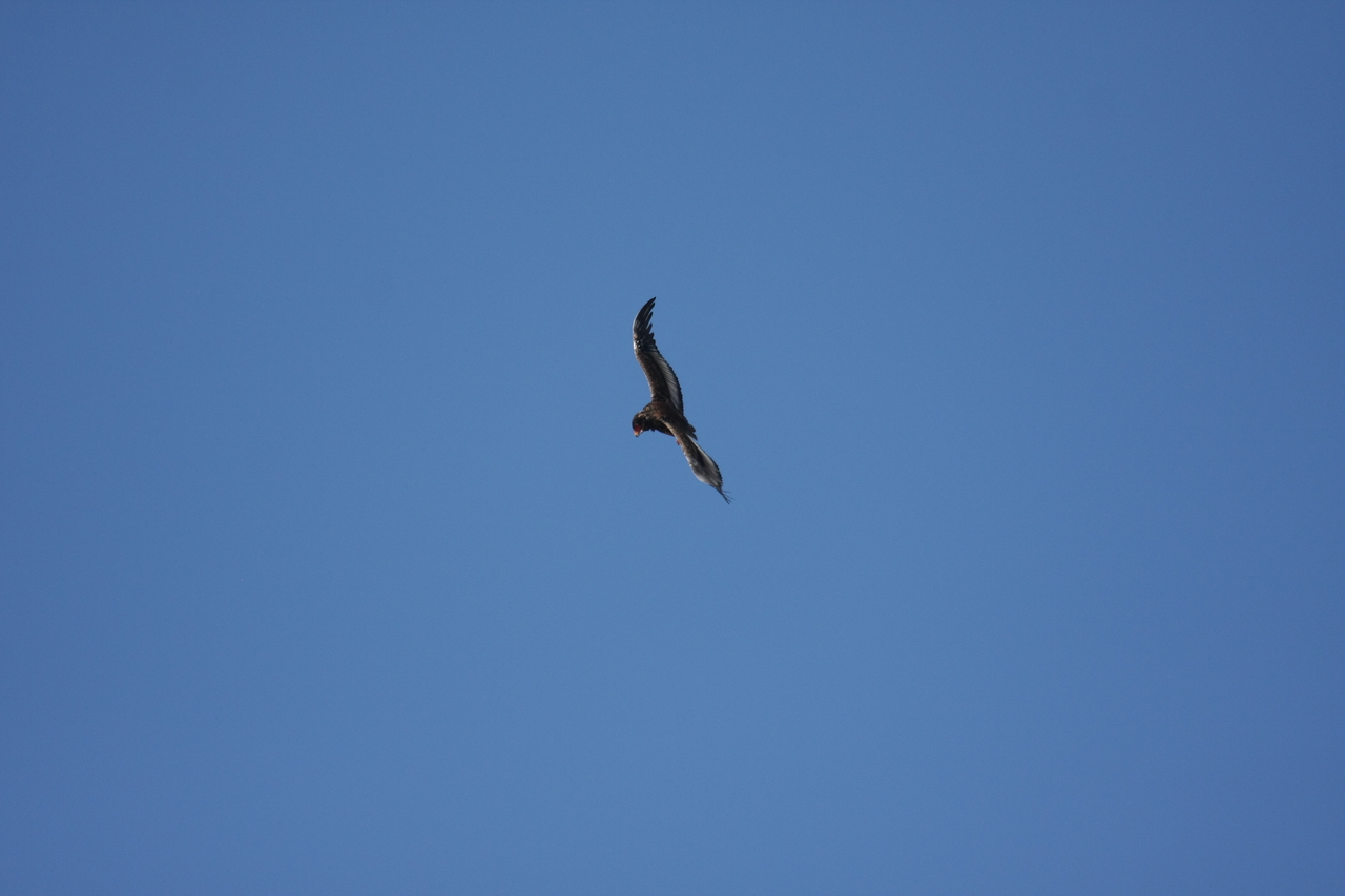 [19146] 2016_06_28_04_44_20_Africa_Canon_EOS_40D_IMG__10316.jpg