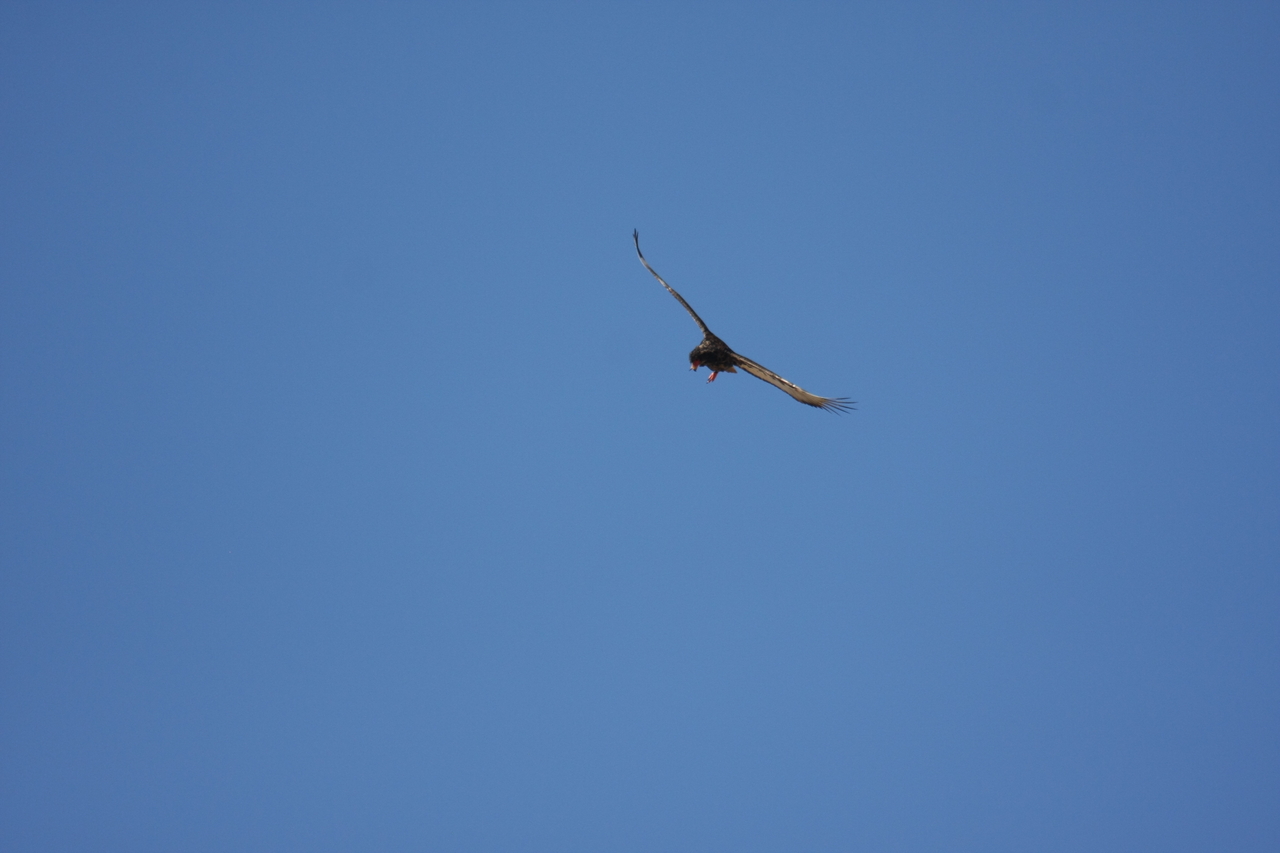 [19154] 2016_06_28_04_44_21_Africa_Canon_EOS_40D_IMG__10318.jpg