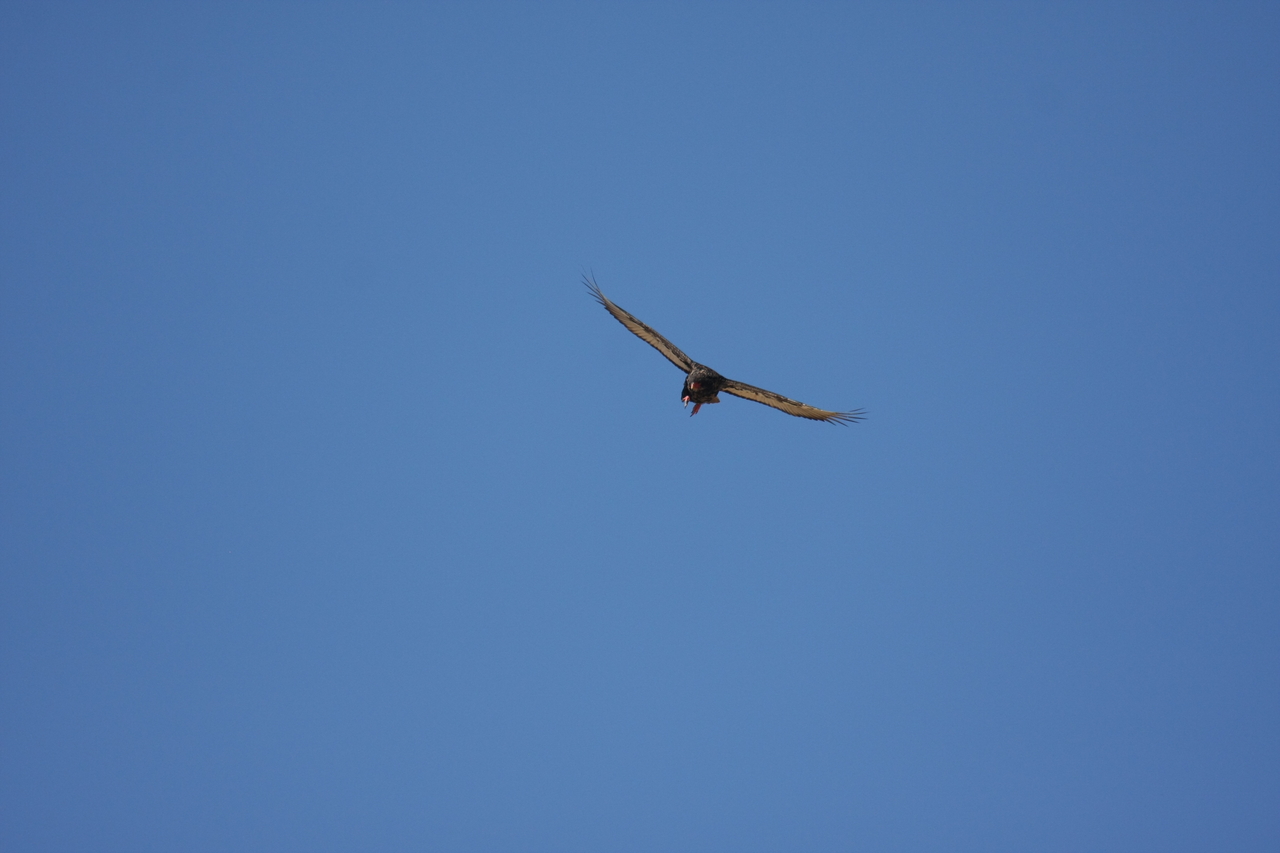 [19155] 2016_06_28_04_44_21_Africa_Canon_EOS_40D_IMG__10319.jpg