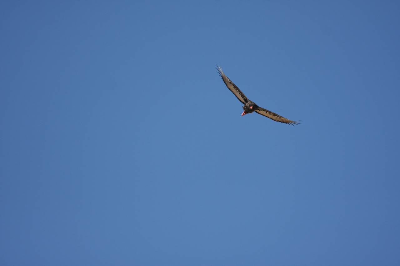 [19156] 2016_06_28_04_44_21_Africa_Canon_EOS_40D_IMG__10320.jpg