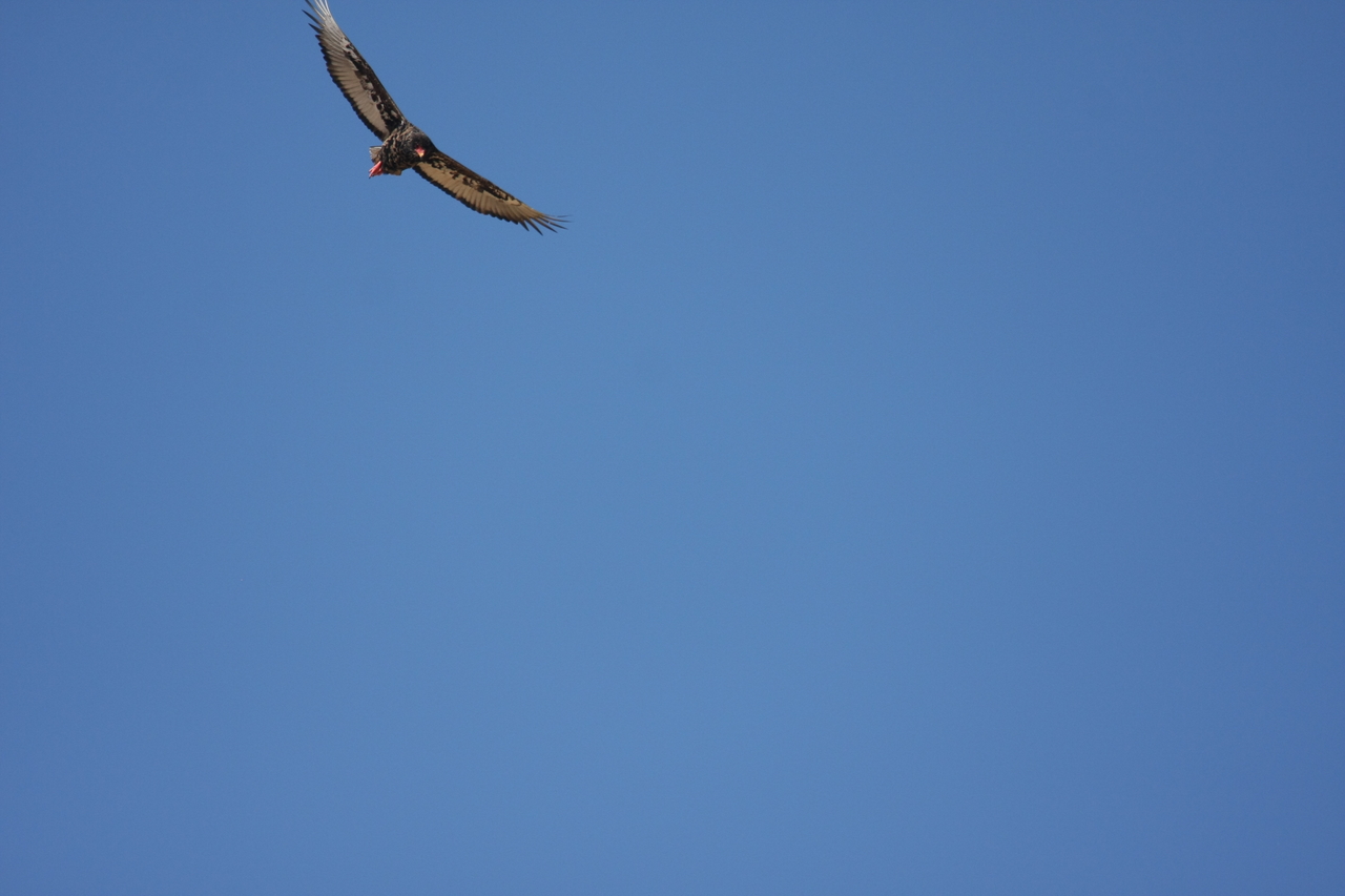 [19161] 2016_06_28_04_44_22_Africa_Canon_EOS_40D_IMG__10321.jpg