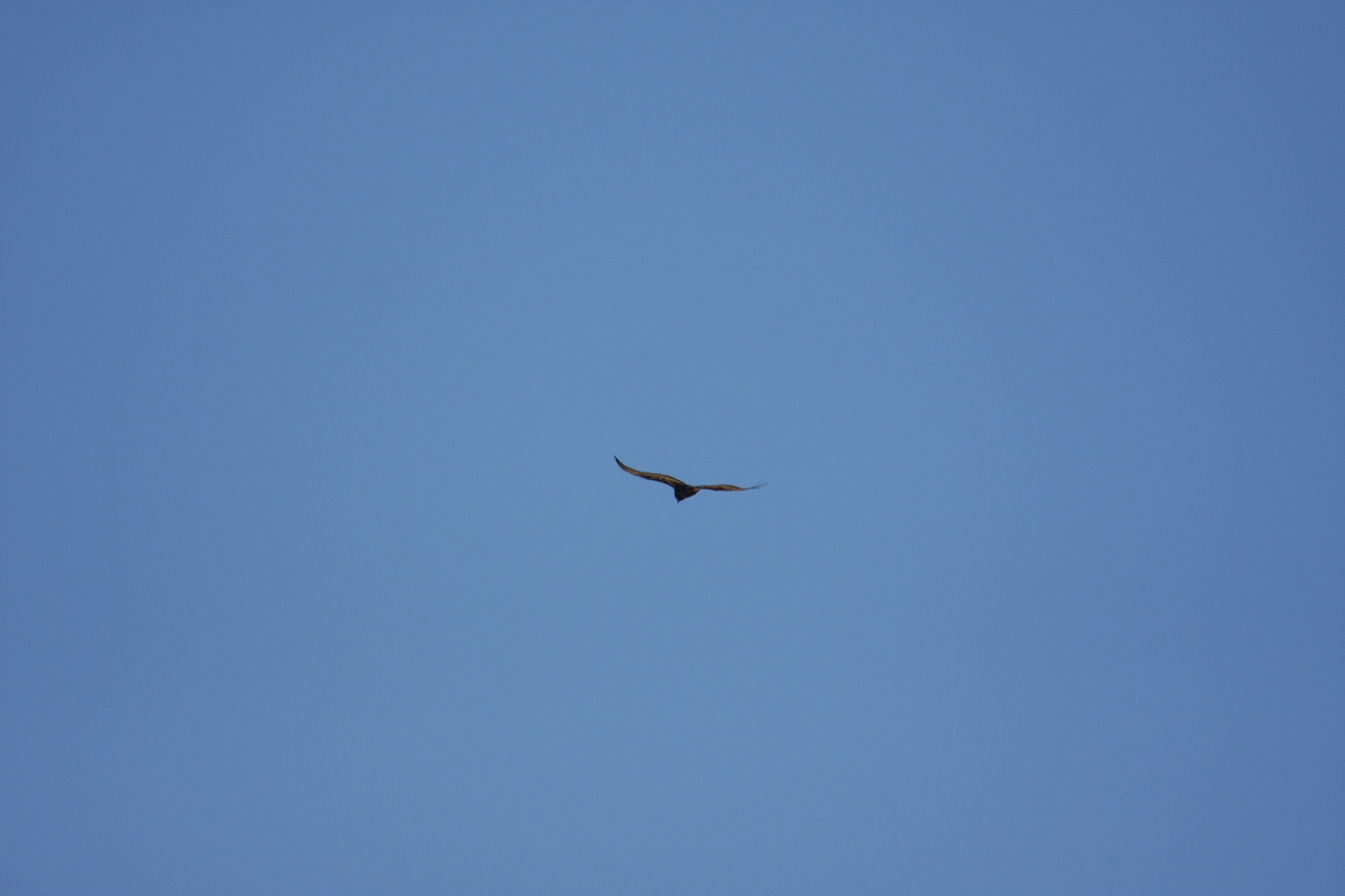 [19164] 2016_06_28_04_44_41_Africa_Canon_EOS_40D_IMG__00490.jpg