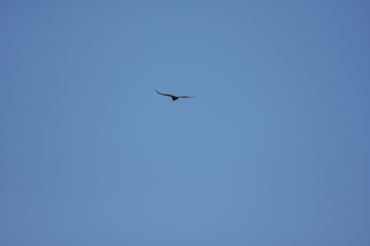 [19173] 2016_06_28_04_44_42_Africa_Canon_EOS_40D_IMG__00494.jpg