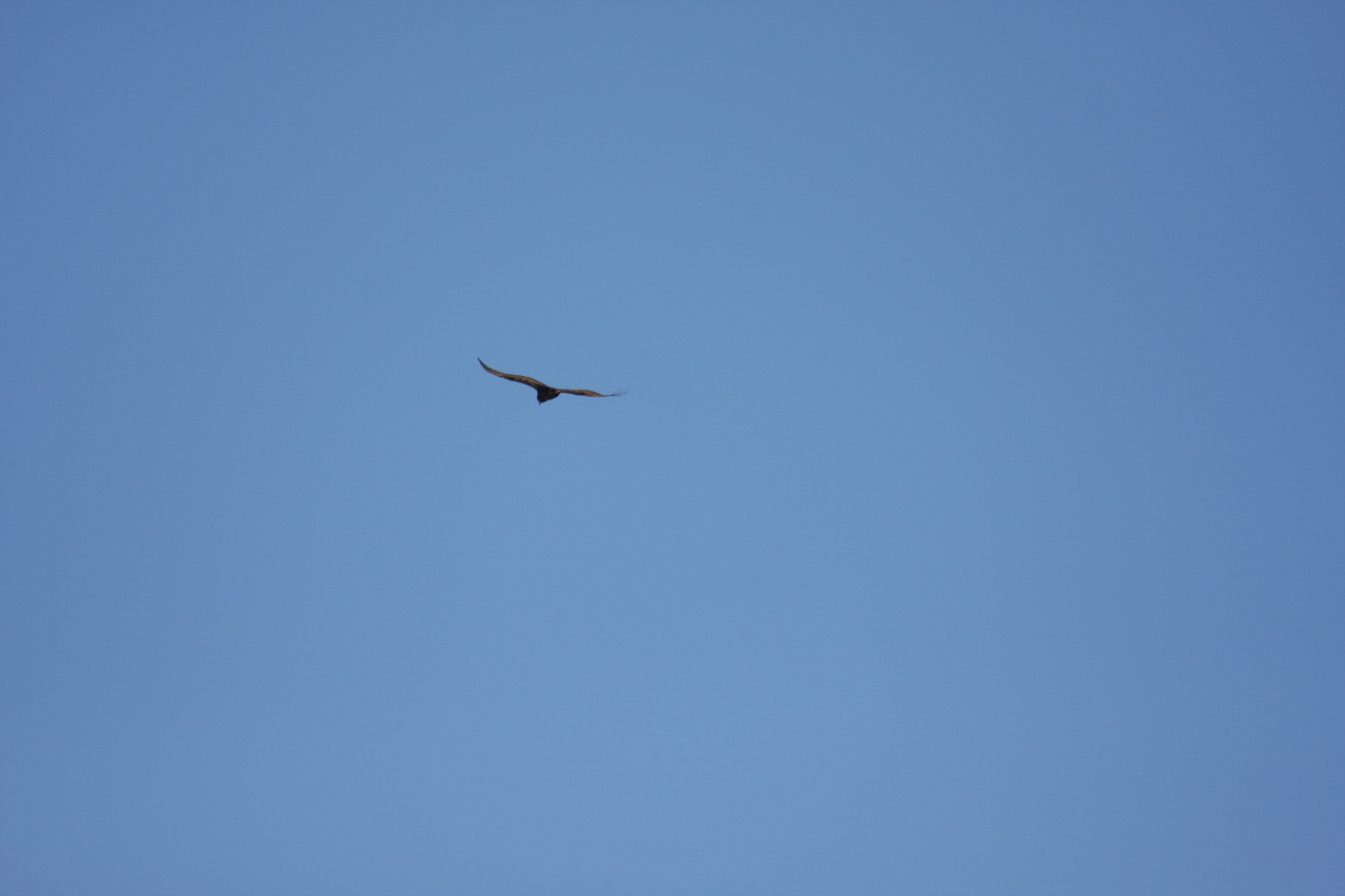 [19178] 2016_06_28_04_44_42_Africa_Canon_EOS_40D_IMG__10327.jpg