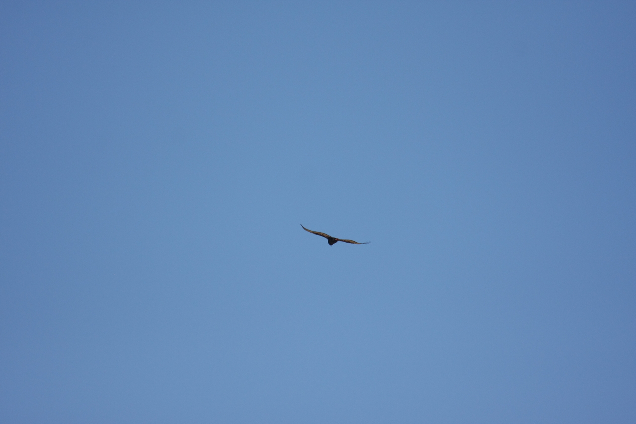 [19183] 2016_06_28_04_44_43_Africa_Canon_EOS_40D_IMG__10330.jpg