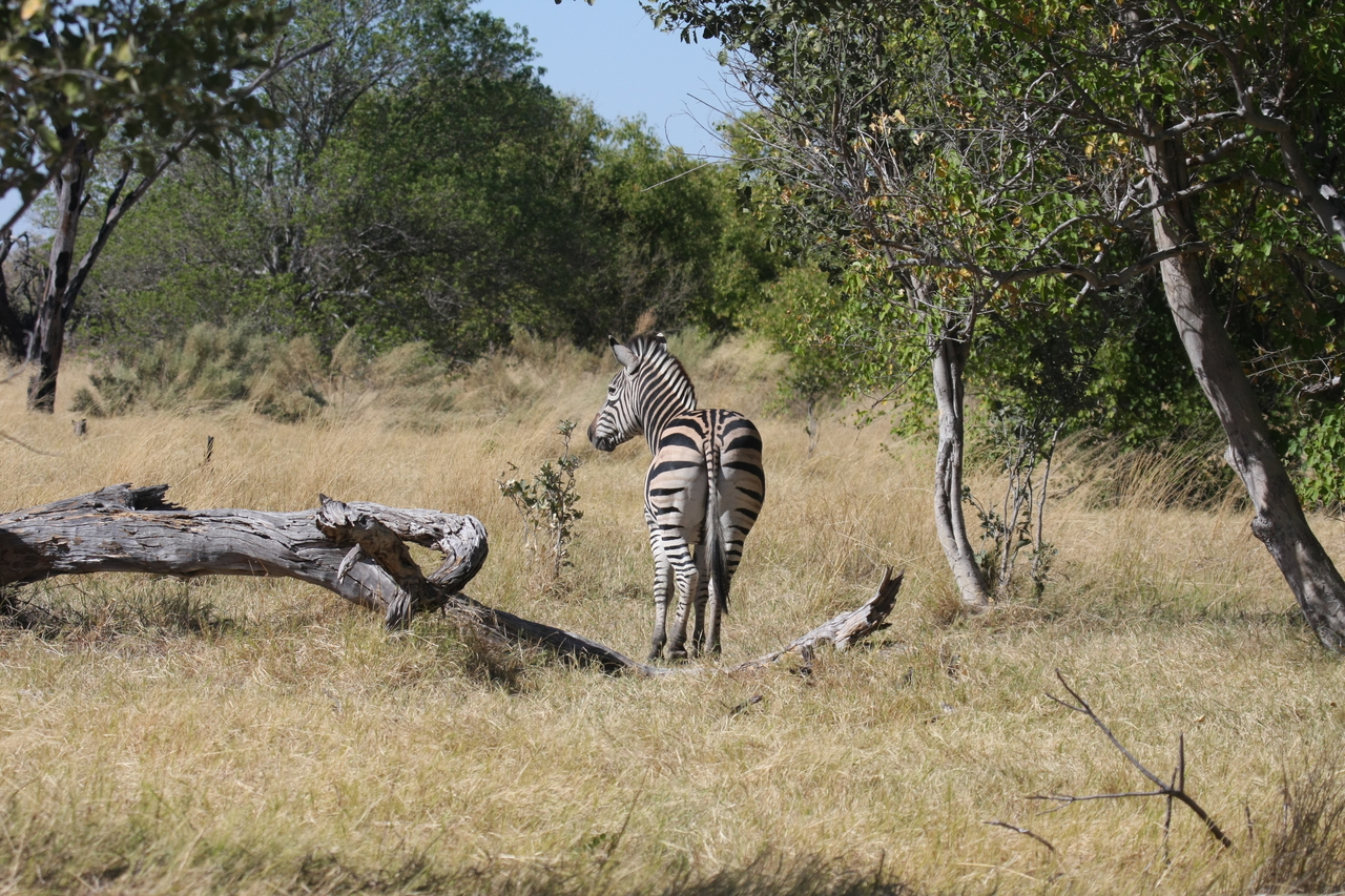 [19184] 2016_06_28_04_49_46_Africa_Canon_EOS_40D_IMG__00497.jpg