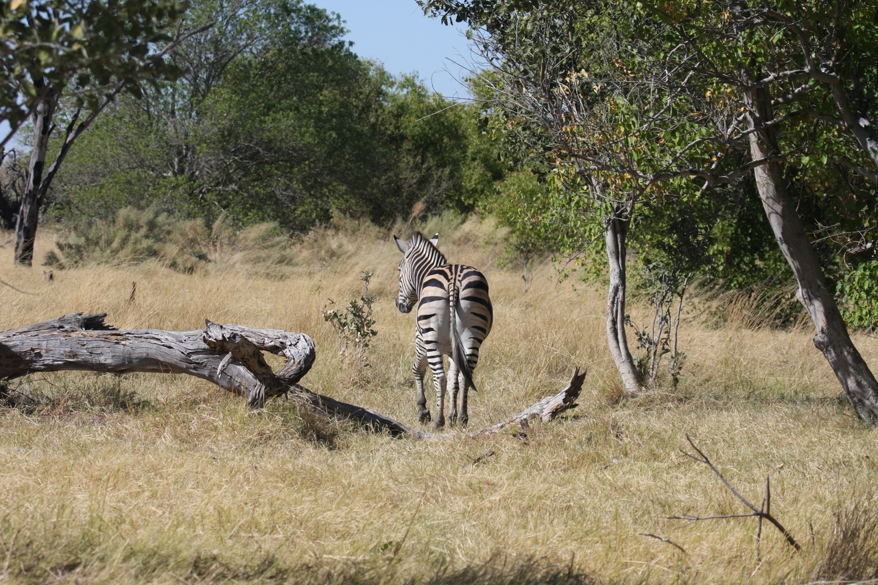 [19187] 2016_06_28_04_49_46_Africa_Canon_EOS_40D_IMG__02885.jpg