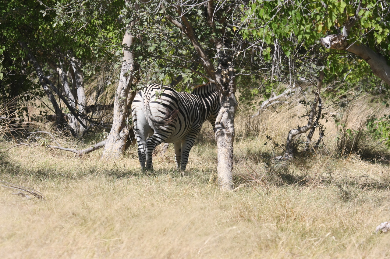 [19191] 2016_06_28_04_49_57_Africa_Canon_EOS_40D_IMG__00500.jpg