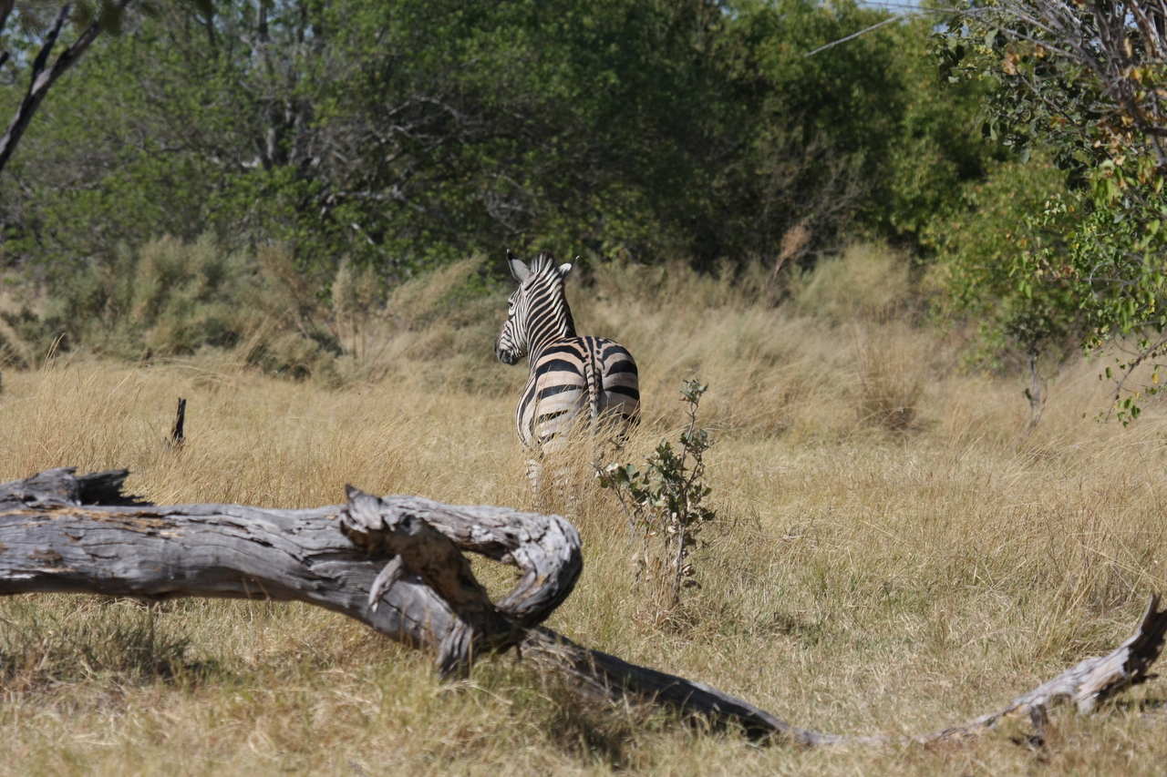 [19196] 2016_06_28_04_50_03_Africa_Canon_EOS_40D_IMG__00501.jpg