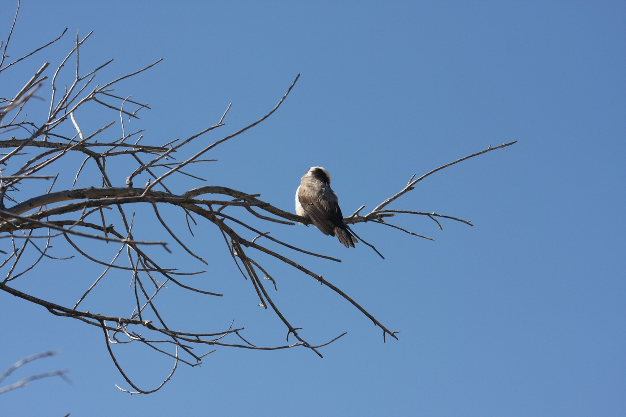 [19202] 2016_06_28_04_57_13_Africa_Canon_EOS_40D_IMG__00504.jpg