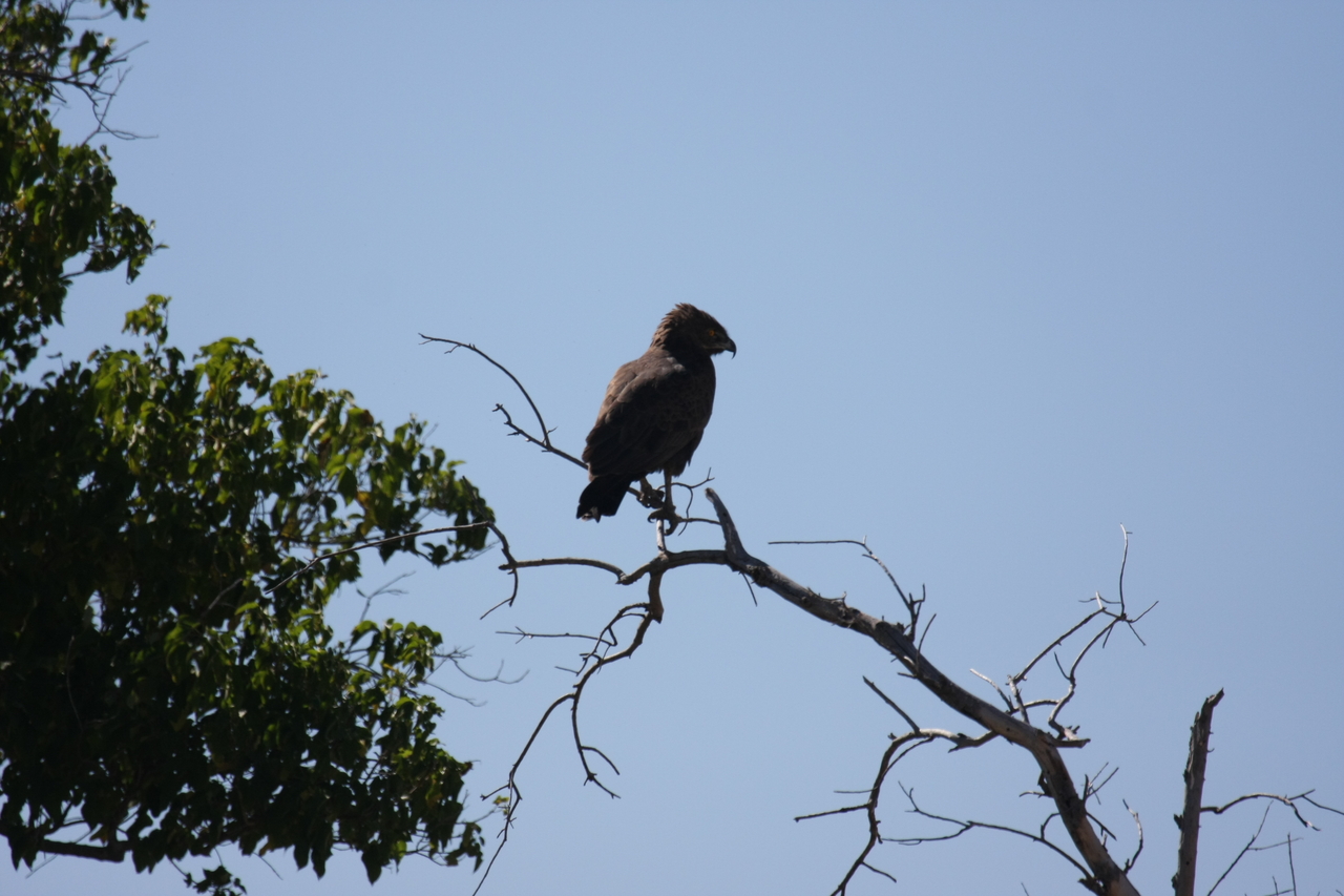 [19210] 2016_06_28_04_58_40_Africa_Canon_EOS_40D_IMG__00508.jpg