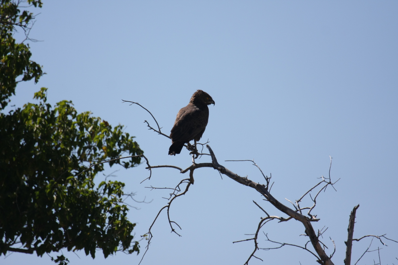 [19212] 2016_06_28_04_58_40_Africa_Canon_EOS_40D_IMG__02894.jpg