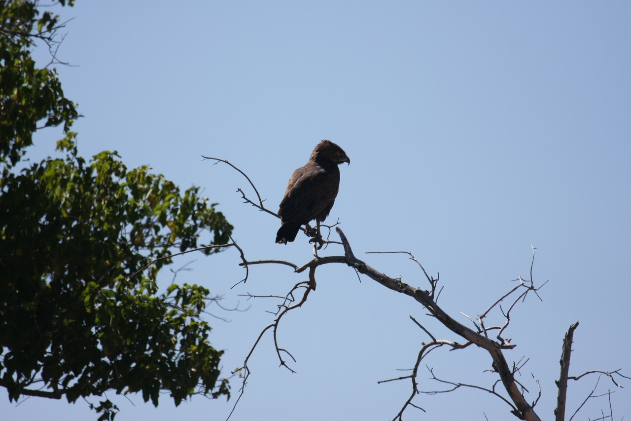 [19214] 2016_06_28_04_58_40_Africa_Canon_EOS_40D_IMG__10340.jpg