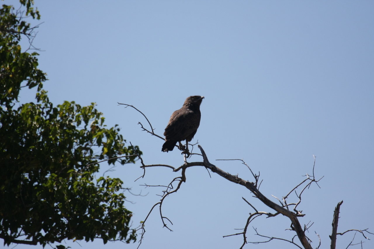 [19221] 2016_06_28_04_58_44_Africa_Canon_EOS_40D_IMG__02897.jpg