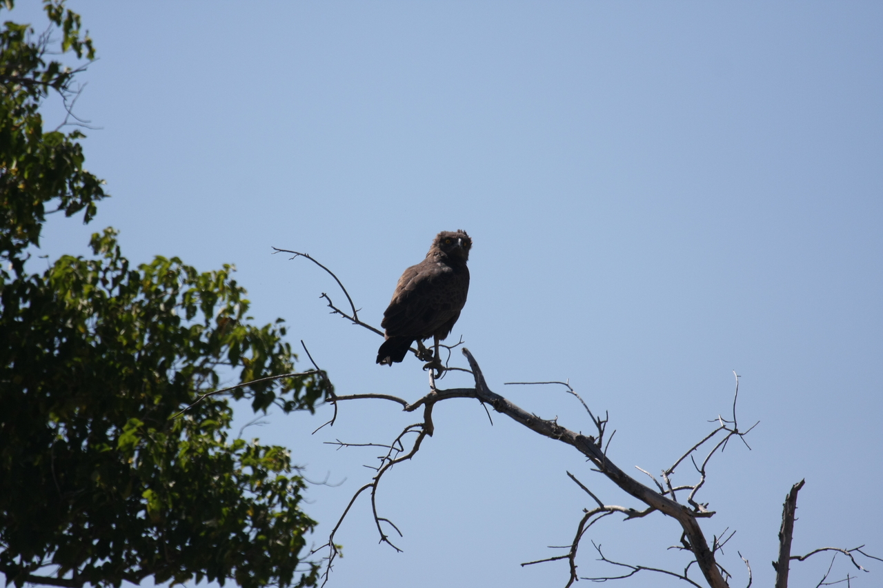 [19225] 2016_06_28_04_58_44_Africa_Canon_EOS_40D_IMG__10345.jpg