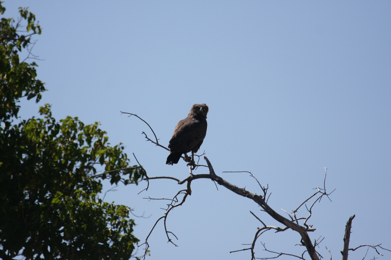 [19226] 2016_06_28_04_58_45_Africa_Canon_EOS_40D_IMG__00512.jpg