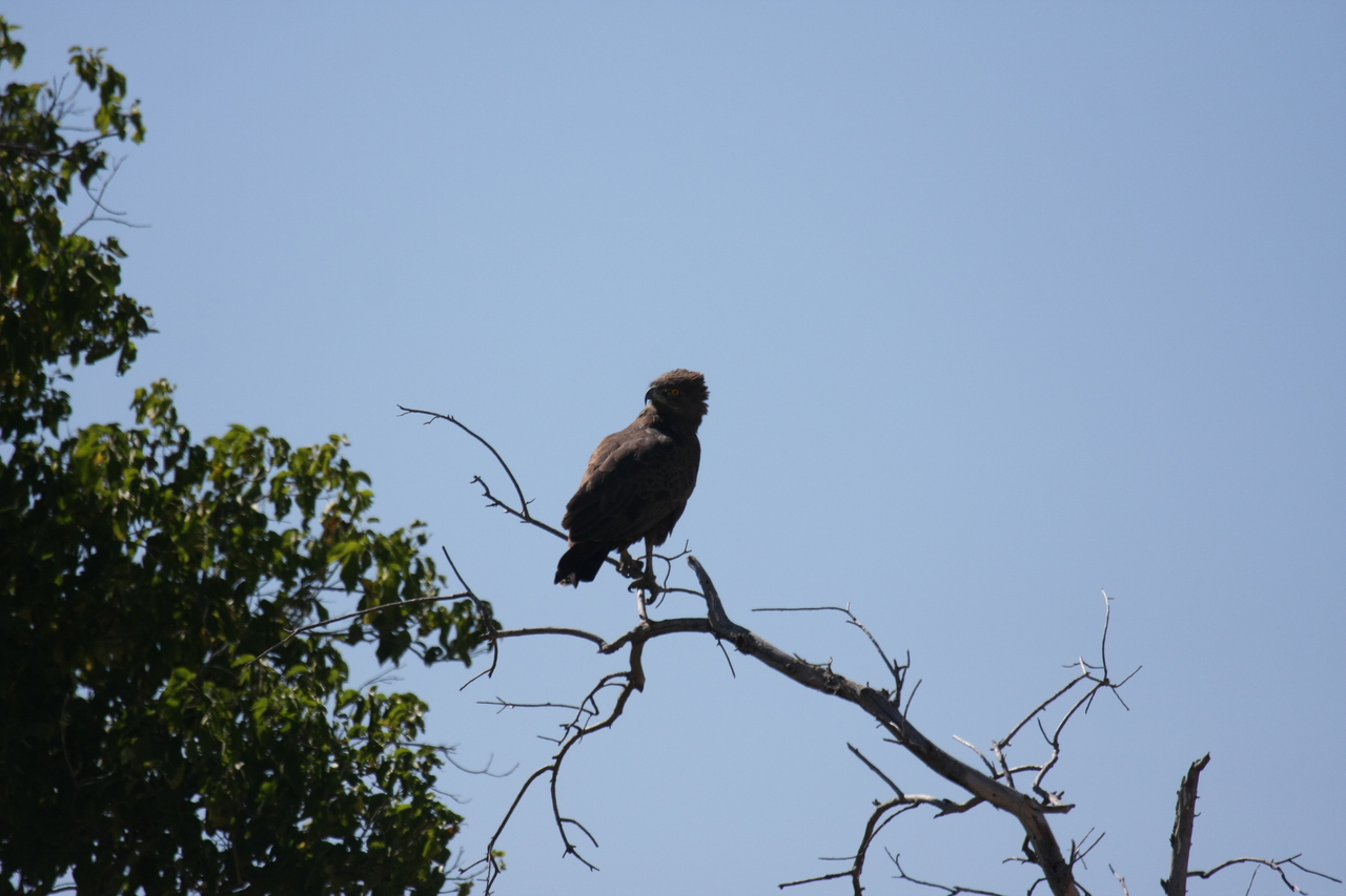 [19228] 2016_06_28_04_58_45_Africa_Canon_EOS_40D_IMG__00515.jpg