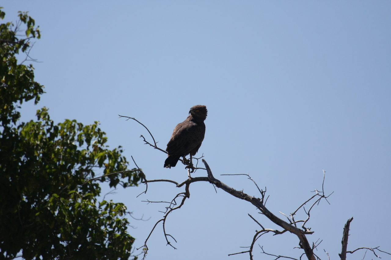 [19233] 2016_06_28_04_58_45_Africa_Canon_EOS_40D_IMG__10348.jpg