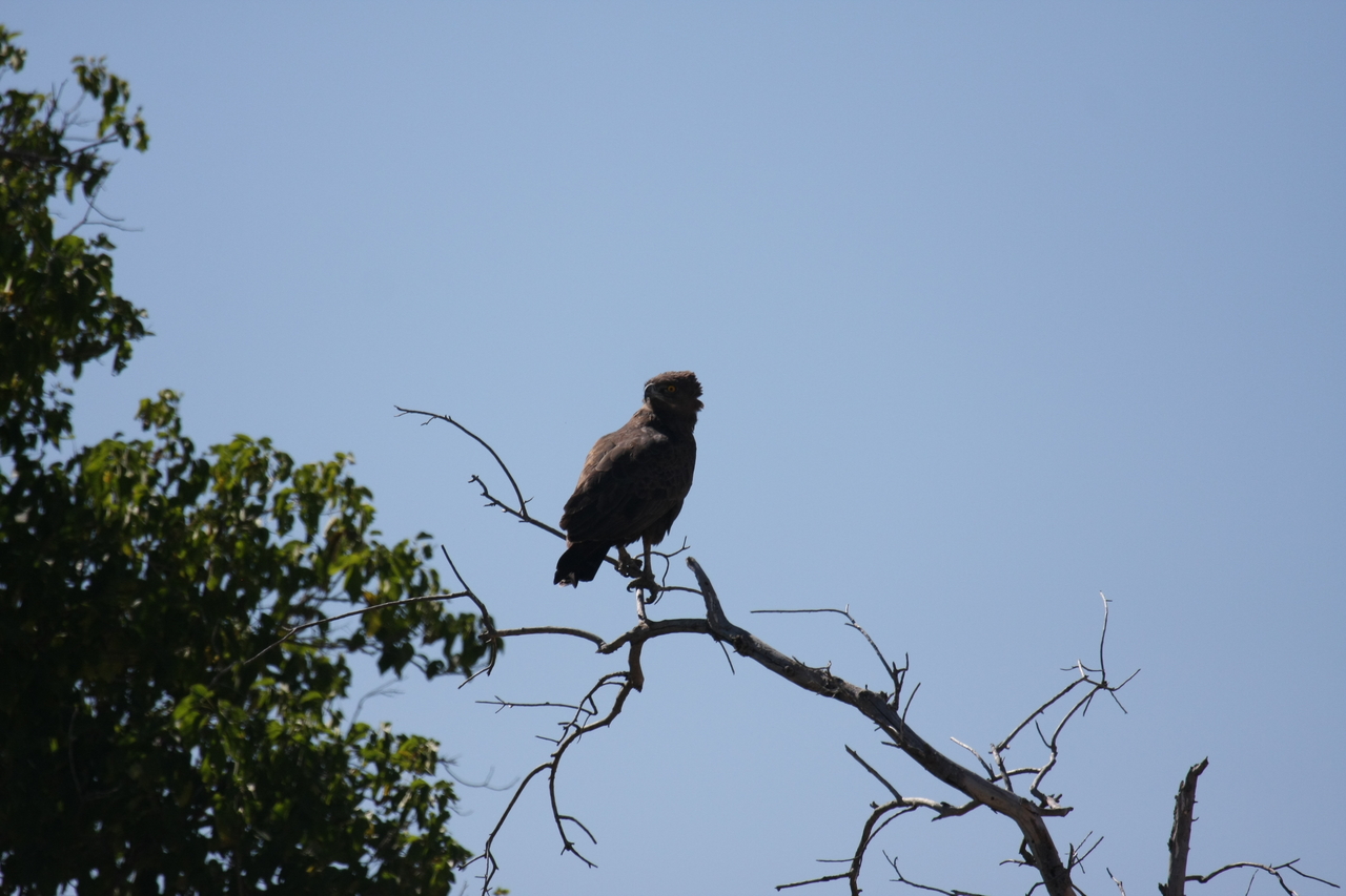 [19237] 2016_06_28_04_58_46_Africa_Canon_EOS_40D_IMG__10350.jpg