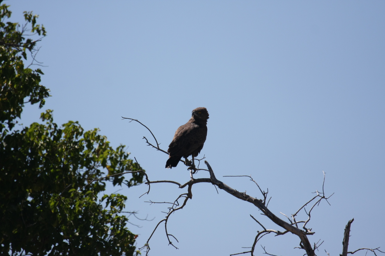 [19239] 2016_06_28_04_58_48_Africa_Canon_EOS_40D_IMG__00518.jpg