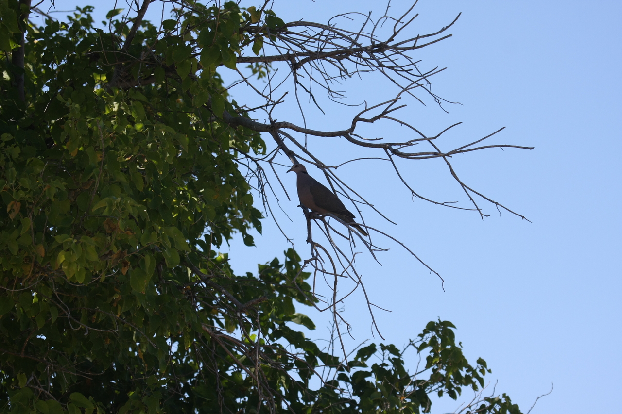 [19248] 2016_06_28_04_59_15_Africa_Canon_EOS_40D_IMG__02907.jpg