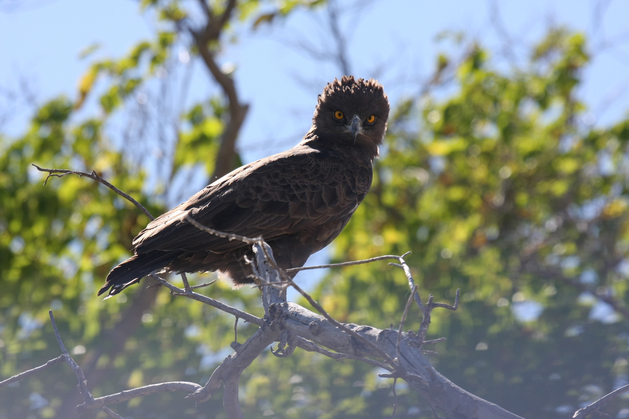 [19251] 2016_06_28_05_00_12_Africa_Canon_EOS_40D_IMG__00522.jpg