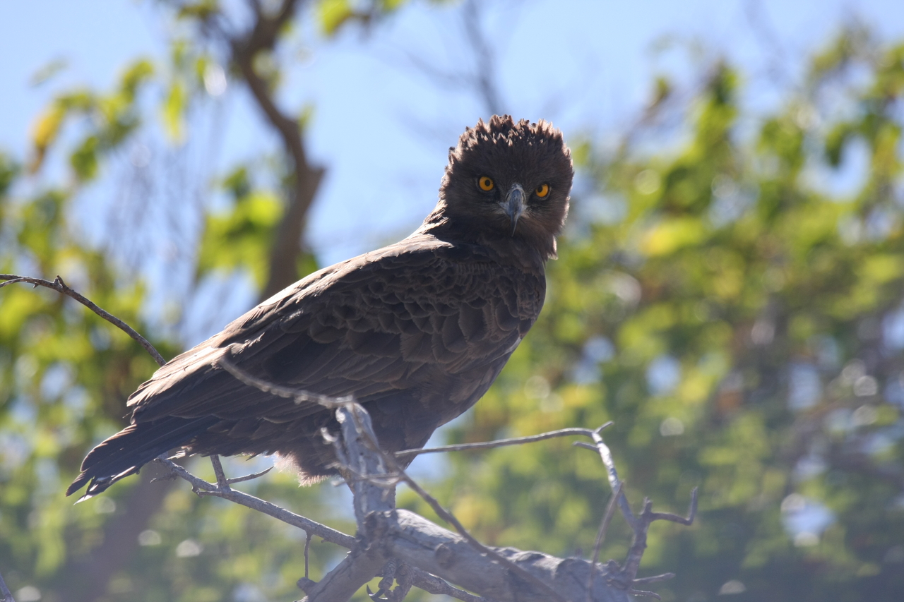 [19266] 2016_06_28_05_00_15_Africa_Canon_EOS_40D_IMG__02914.jpg