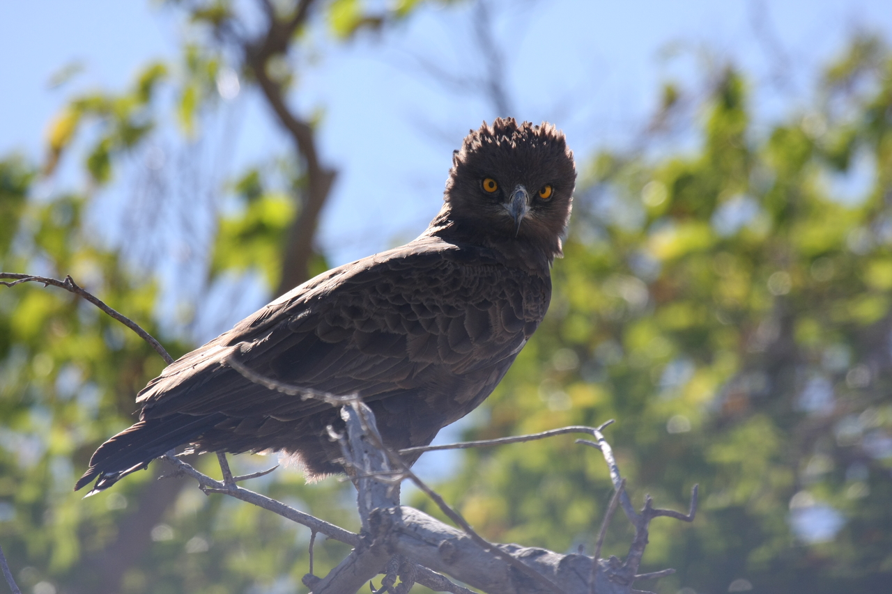 [19268] 2016_06_28_05_00_15_Africa_Canon_EOS_40D_IMG__10360.jpg