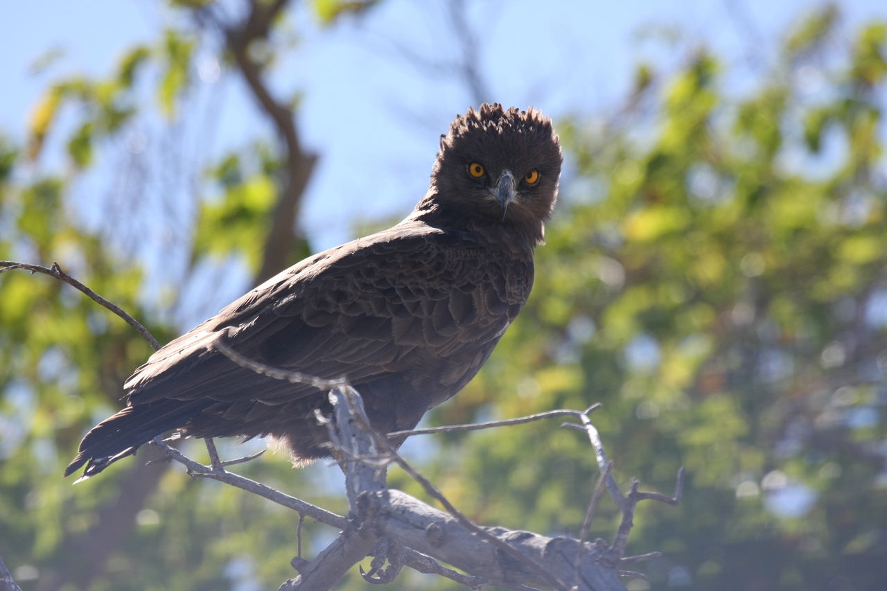 [19272] 2016_06_28_05_00_16_Africa_Canon_EOS_40D_IMG__02916.jpg