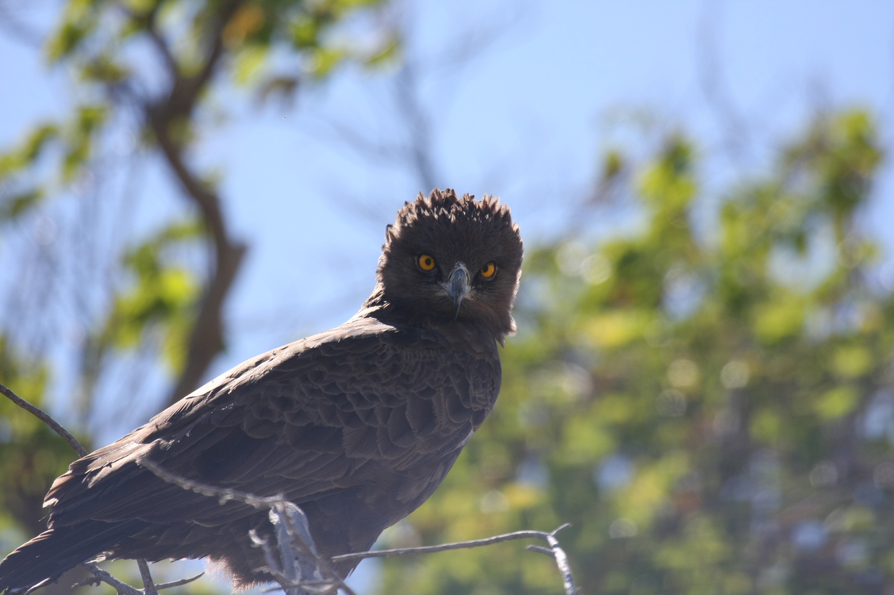 [19282] 2016_06_28_05_00_19_Africa_Canon_EOS_40D_IMG__02919.jpg