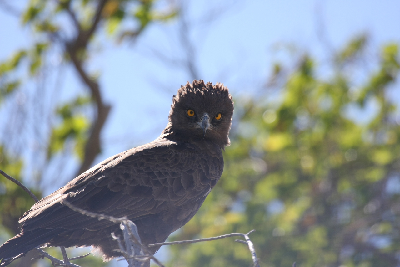 [19283] 2016_06_28_05_00_19_Africa_Canon_EOS_40D_IMG__02920.jpg