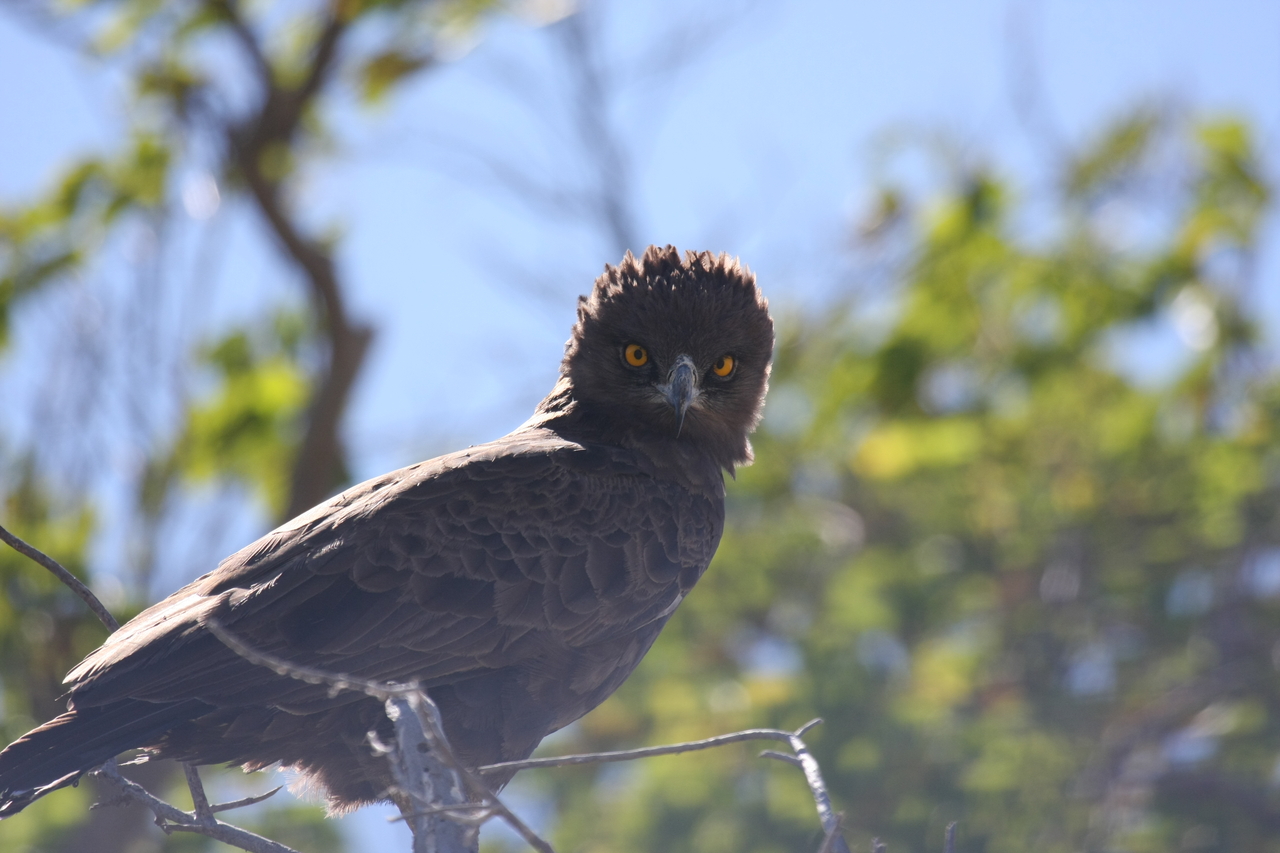 [19287] 2016_06_28_05_00_22_Africa_Canon_EOS_40D_IMG__02921.jpg