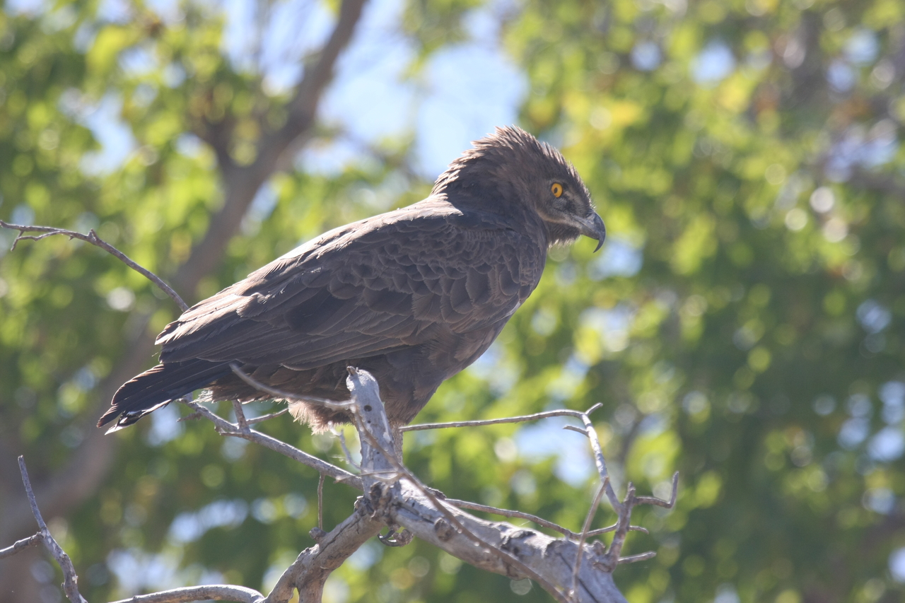 [19294] 2016_06_28_05_00_44_Africa_Canon_EOS_40D_IMG__02924.jpg