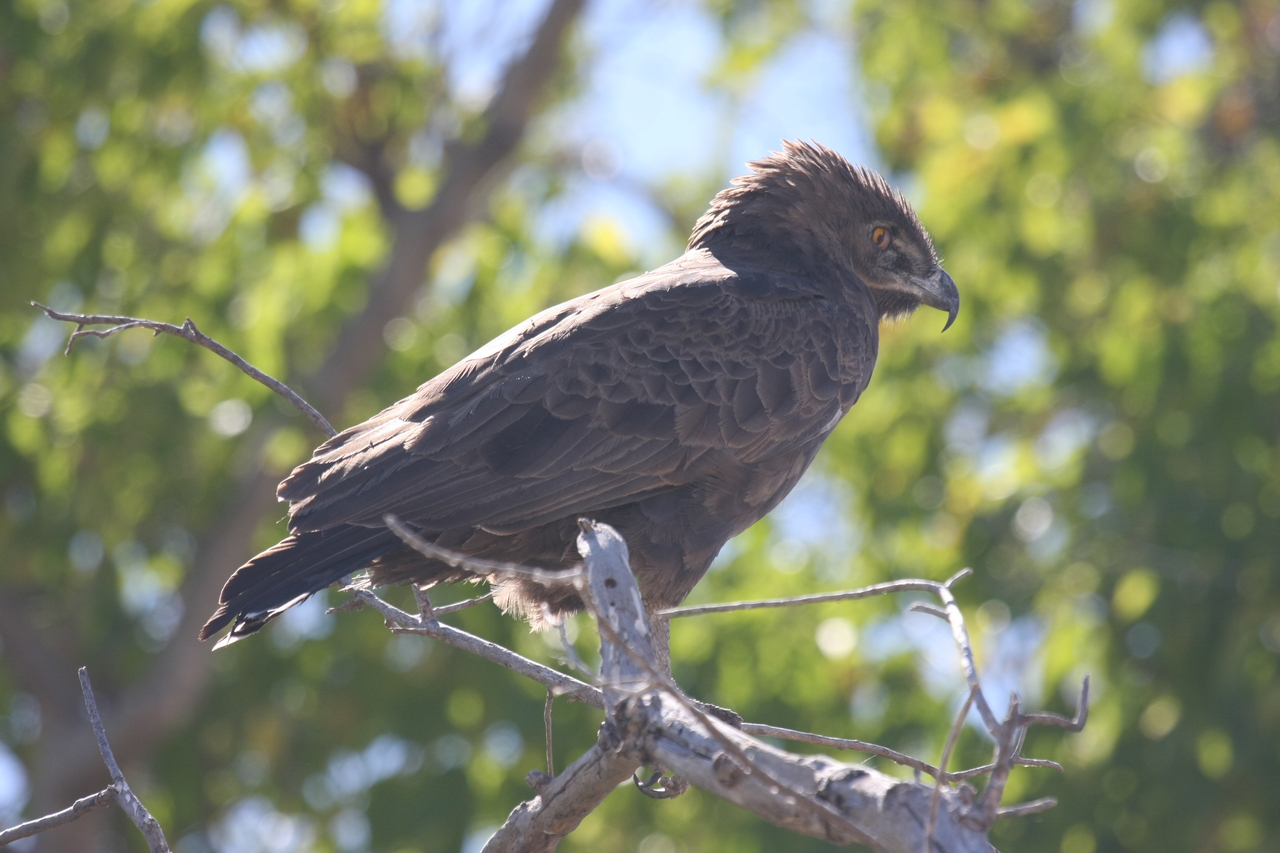 [19301] 2016_06_28_05_00_52_Africa_Canon_EOS_40D_IMG__02926.jpg