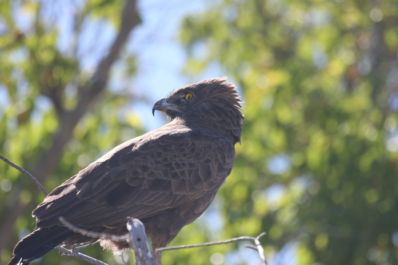 [19311] 2016_06_28_05_00_58_Africa_Canon_EOS_40D_IMG__10376.jpg